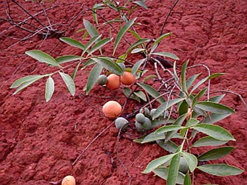 پریتاسا کامپستریس - معرفی درختان میوه